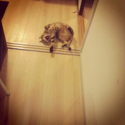 猫の膀胱炎か尿結石の自宅治療
